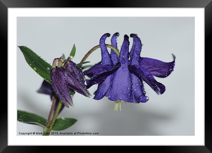 Columbine flower Framed Mounted Print by Mark Cake