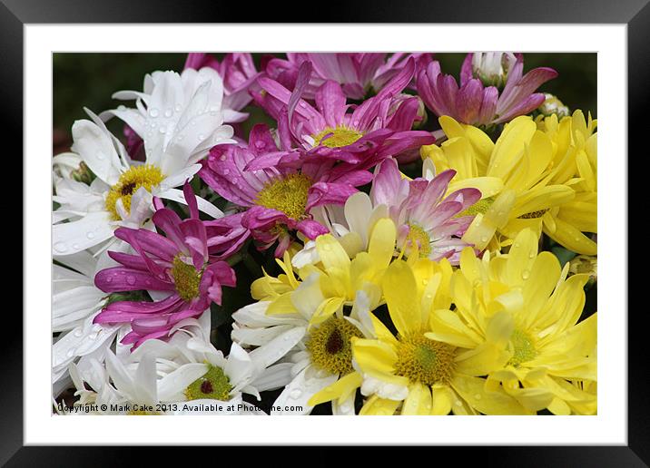 Mums in the rain Framed Mounted Print by Mark Cake