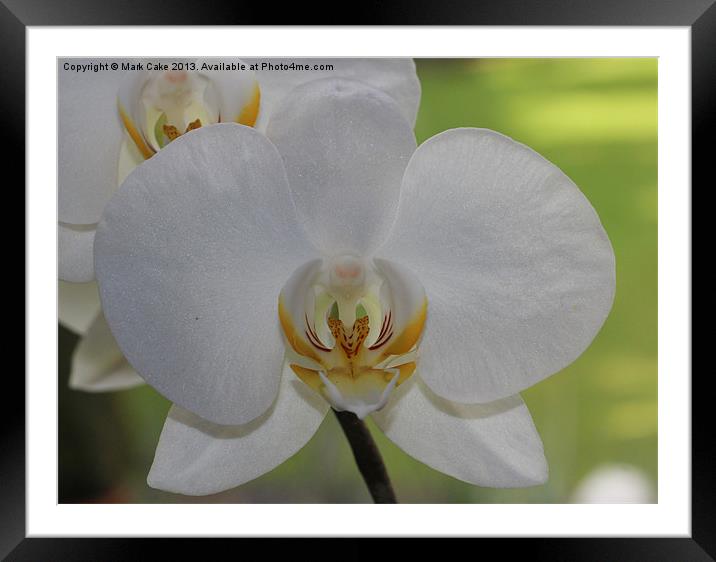 White orchid Framed Mounted Print by Mark Cake