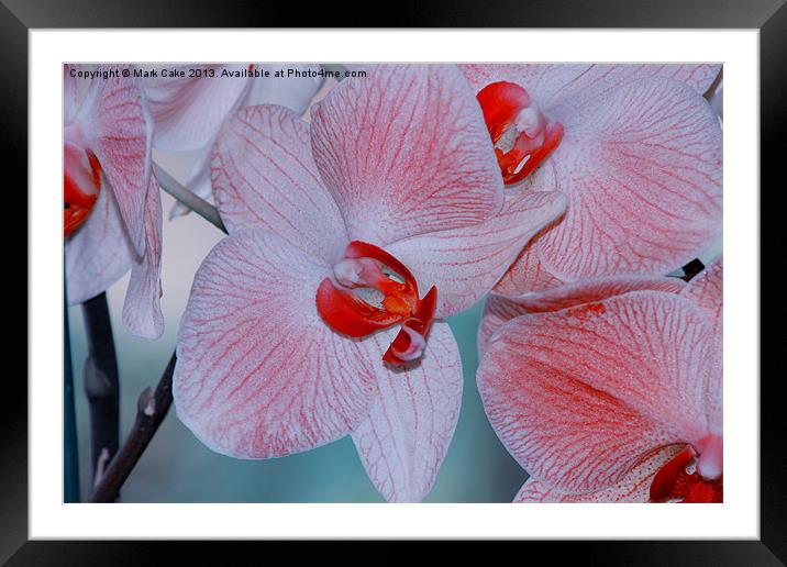 Red veined orchid Framed Mounted Print by Mark Cake