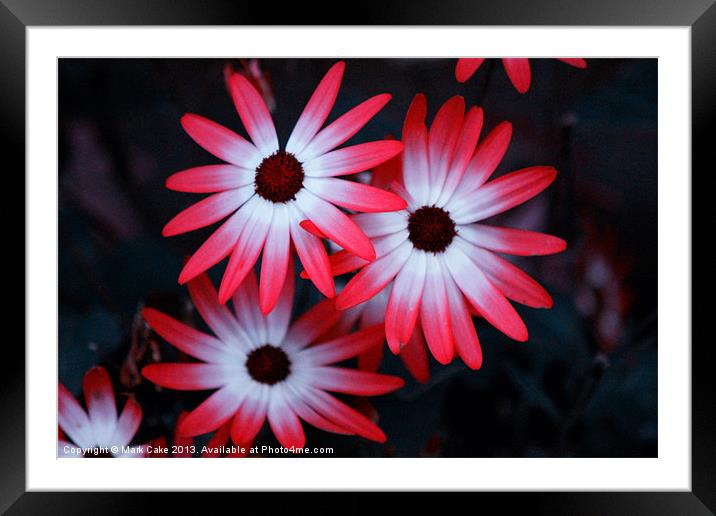 Mesembryanthemum Framed Mounted Print by Mark Cake