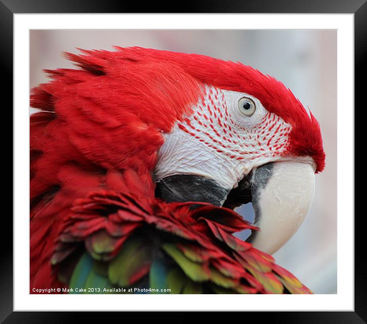 Greenwing macaw Framed Mounted Print by Mark Cake