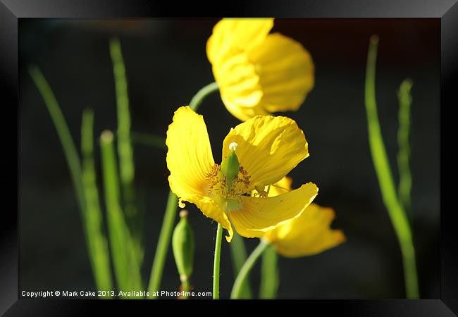 Yellow poppy and spider Framed Print by Mark Cake