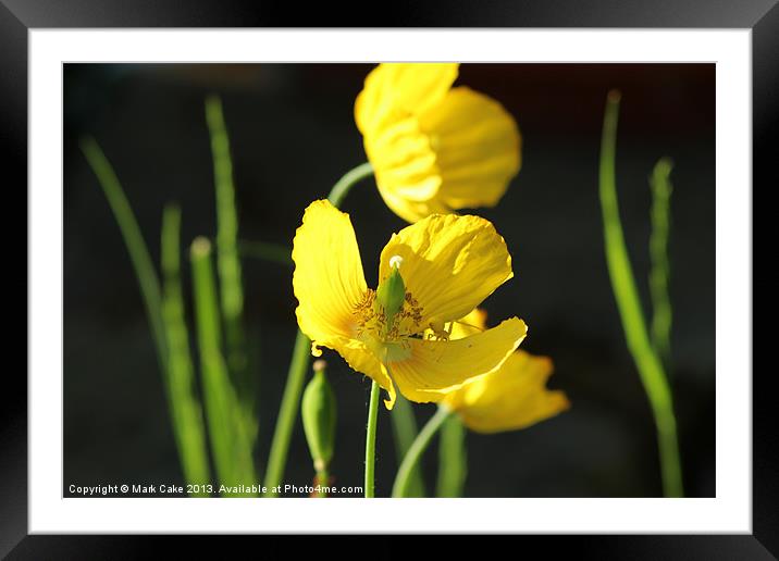 Yellow poppy and spider Framed Mounted Print by Mark Cake