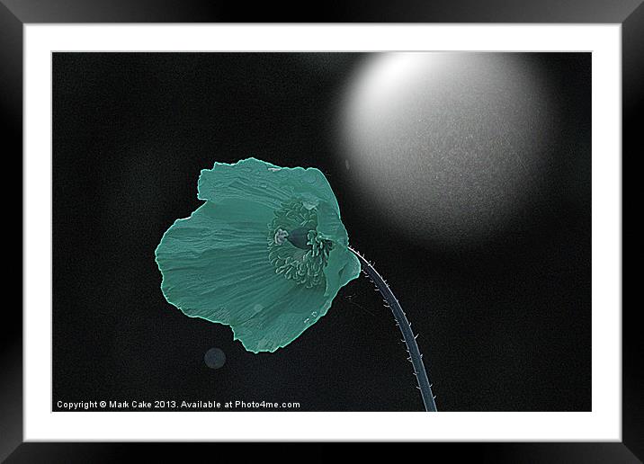 Midnight Poppy Framed Mounted Print by Mark Cake
