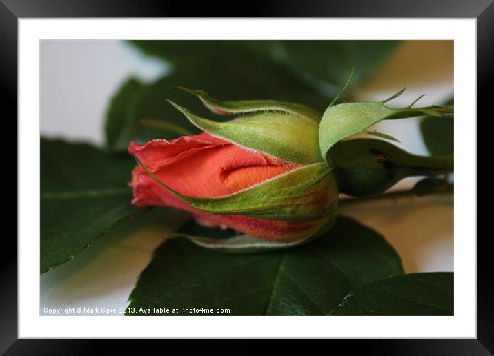 Rose bud Framed Mounted Print by Mark Cake