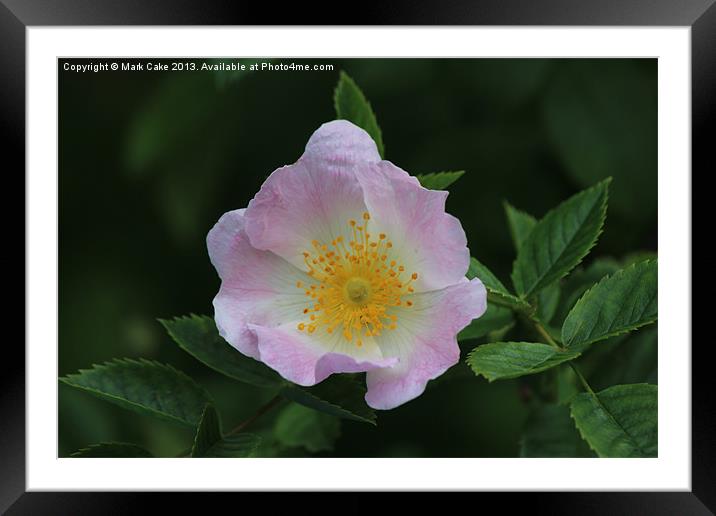 Rosa Canina Framed Mounted Print by Mark Cake