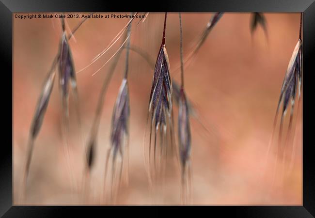 Purple grass Framed Print by Mark Cake