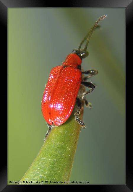 Red lily beetle Framed Print by Mark Cake