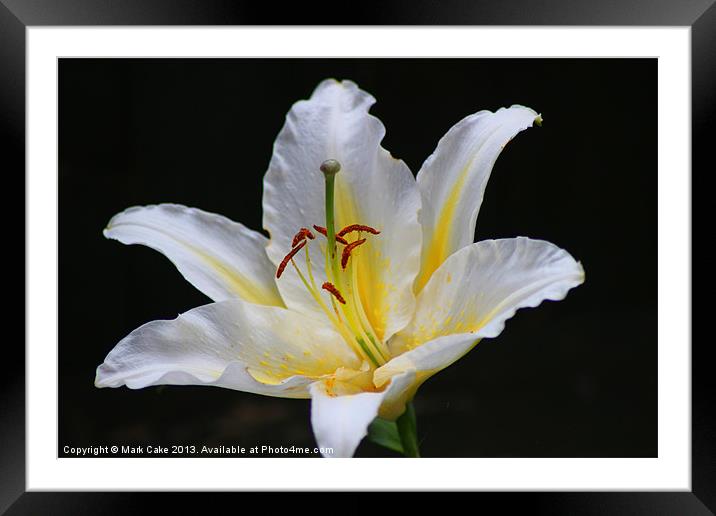 White tiger lily Framed Mounted Print by Mark Cake