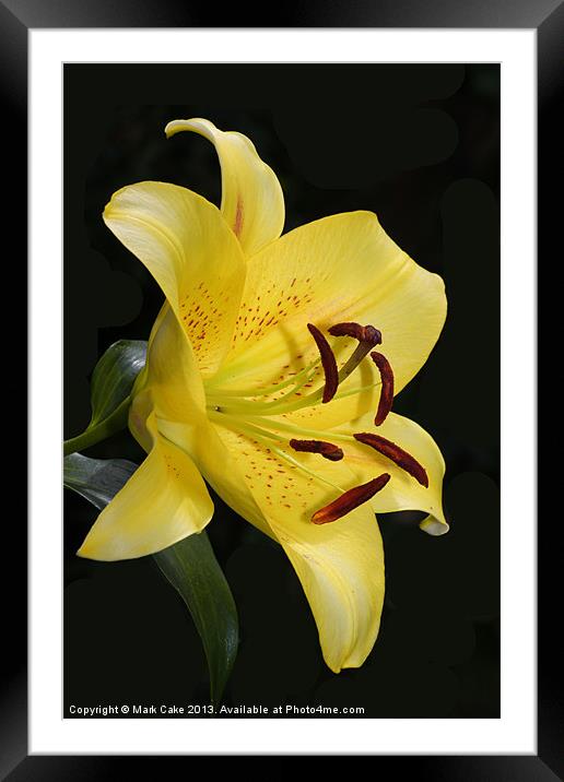 Yellow tiger lily Framed Mounted Print by Mark Cake
