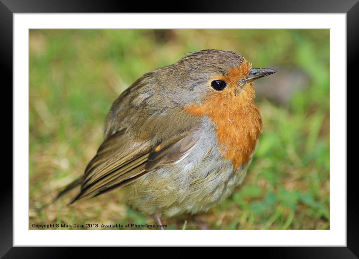 Robin Framed Mounted Print by Mark Cake