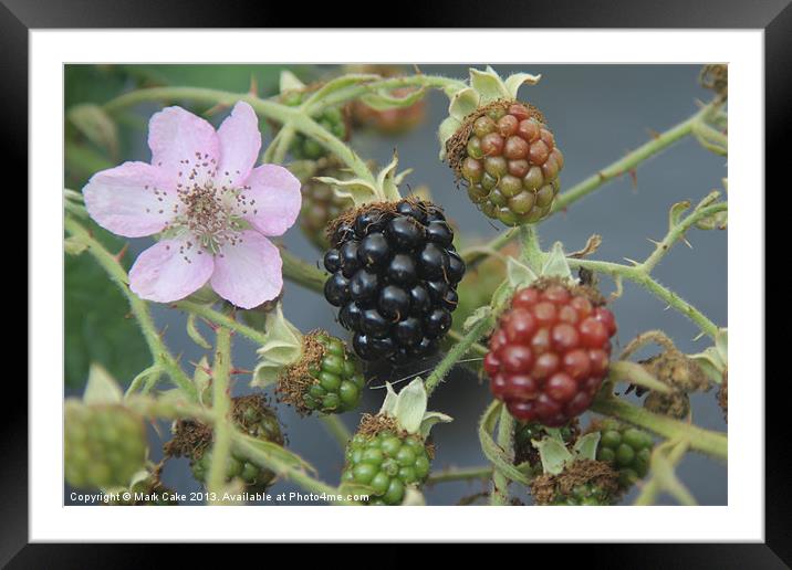 Free summer fruits Framed Mounted Print by Mark Cake
