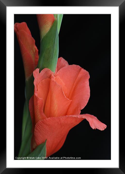 Gladioli Framed Mounted Print by Mark Cake