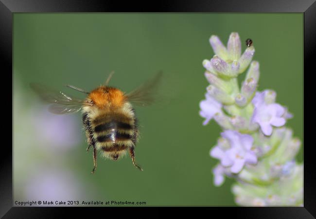 Bee in flight Framed Print by Mark Cake