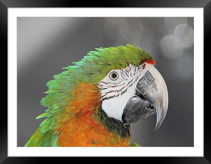 Harlequin macaw Framed Mounted Print by Mark Cake