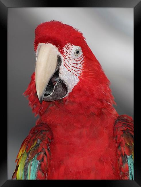 Green wing macaw Framed Print by Mark Cake
