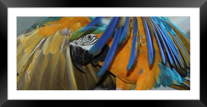 Blue and Gold Framed Mounted Print by Mark Cake