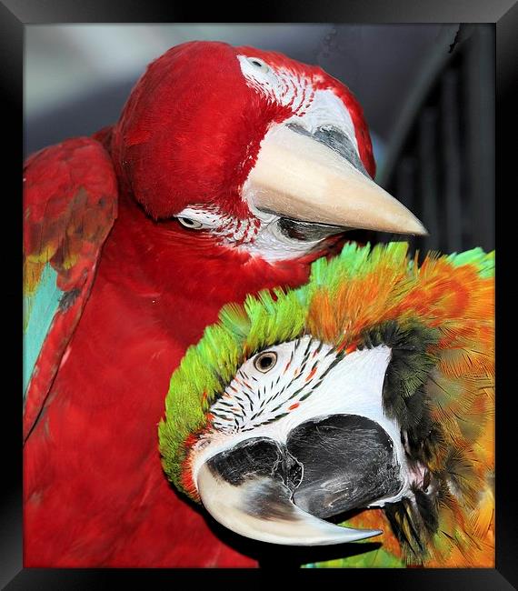 Macaw love Framed Print by Mark Cake