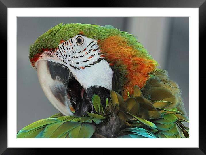 Harlequin macaw preening Framed Mounted Print by Mark Cake