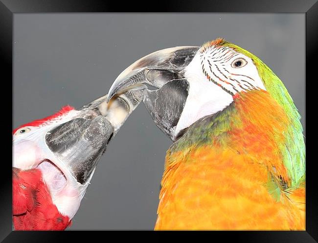 Macaw beaks Framed Print by Mark Cake