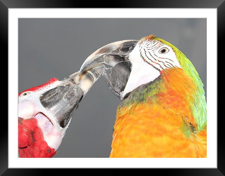Macaw beaks Framed Mounted Print by Mark Cake