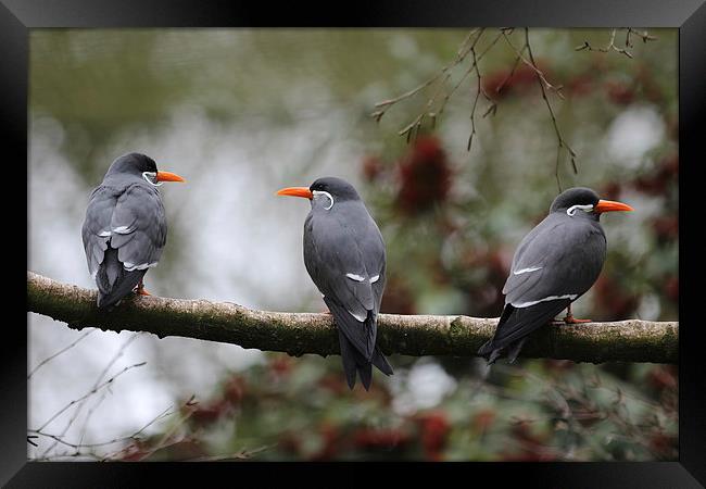 Trio of Terns Framed Print by Mark Cake