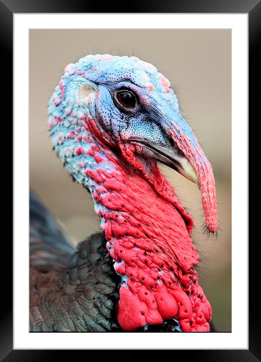 Alien or Turkey! Framed Mounted Print by Mark Cake