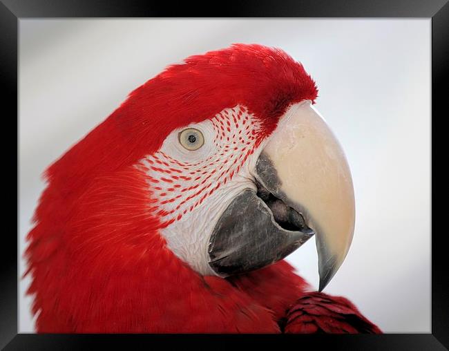 Greenwing Portrait Framed Print by Mark Cake