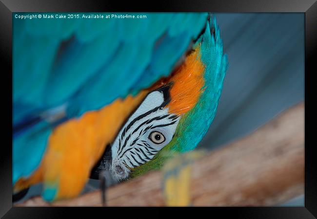  Macaw face Framed Print by Mark Cake