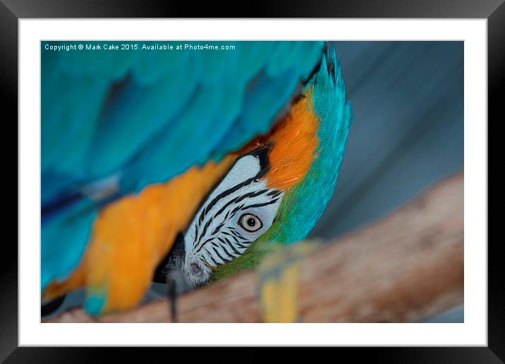  Macaw face Framed Mounted Print by Mark Cake