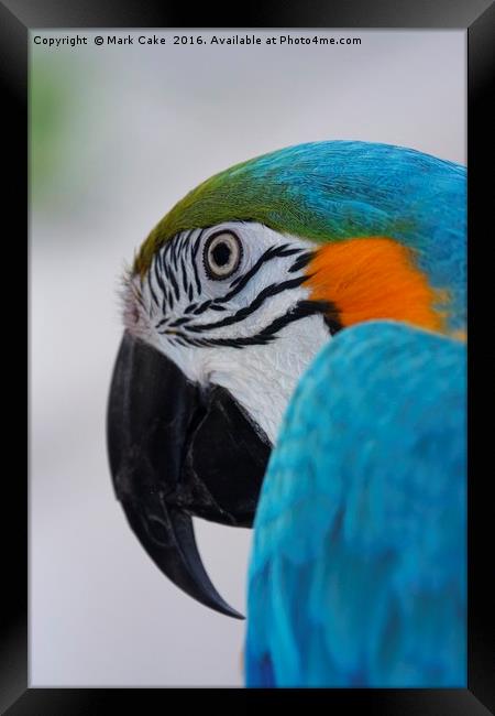 Tropical Beauty Framed Print by Mark Cake