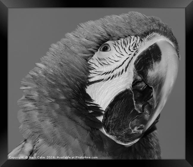 Macaw Framed Print by Mark Cake