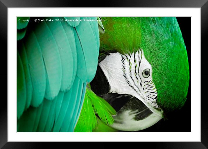 Green macaw Framed Mounted Print by Mark Cake