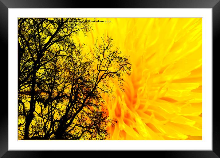 Dandelion inferno Framed Mounted Print by Mark Cake