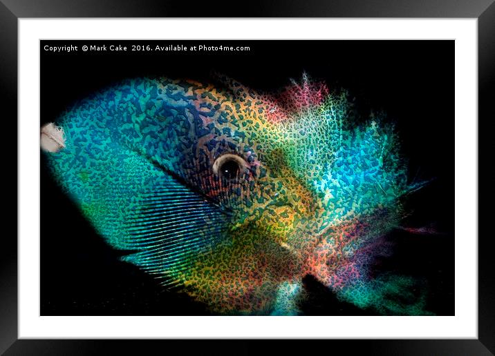 Parrot,fish or feather Framed Mounted Print by Mark Cake
