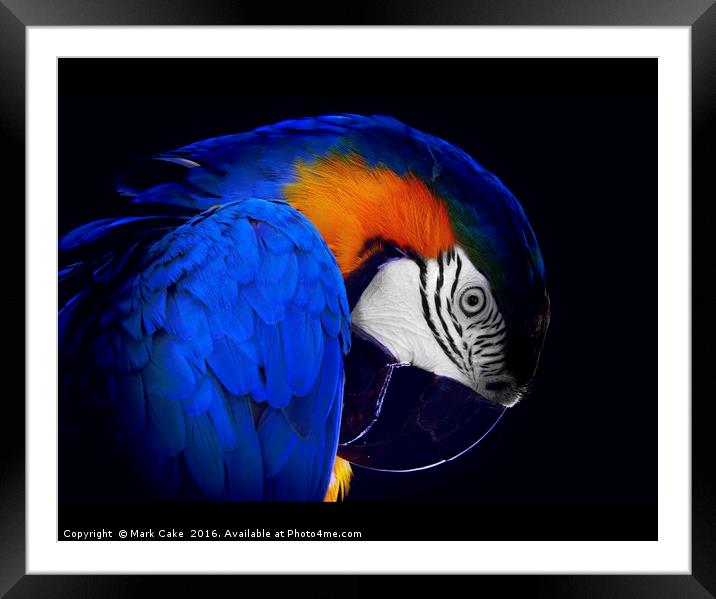 Blue & Gold portrait  2 Framed Mounted Print by Mark Cake