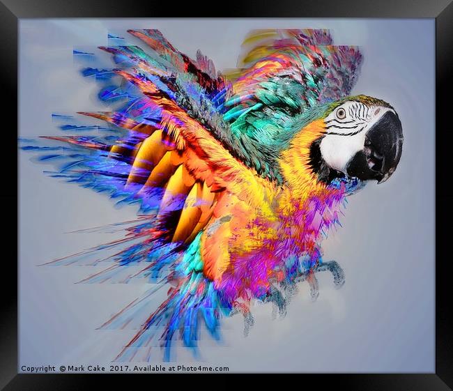 Macaw colour burst Framed Print by Mark Cake