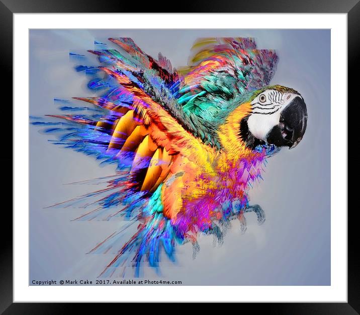 Macaw colour burst Framed Mounted Print by Mark Cake