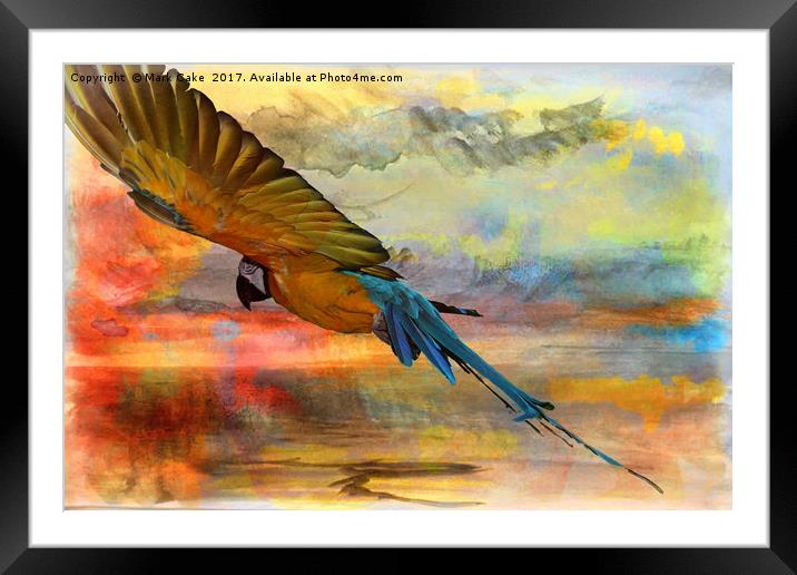 Gliding the tropics Framed Mounted Print by Mark Cake