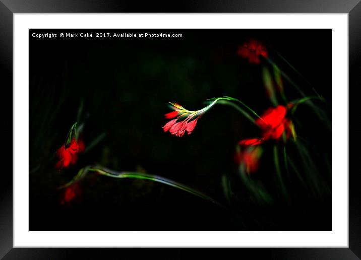 Kaffir lily at night Framed Mounted Print by Mark Cake