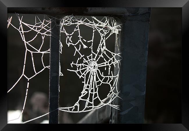 Frosty Cobweb Framed Print by Louise Wilson