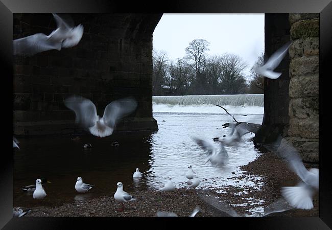 Seagulls At Play Framed Print by Louise Wilson