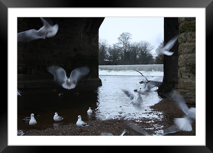 Seagulls At Play Framed Mounted Print by Louise Wilson
