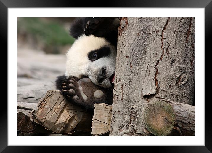 Baby Panda Framed Mounted Print by Louise Wilson