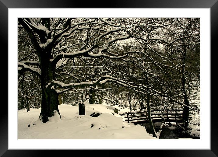 Frozen Trees Framed Mounted Print by carl wood