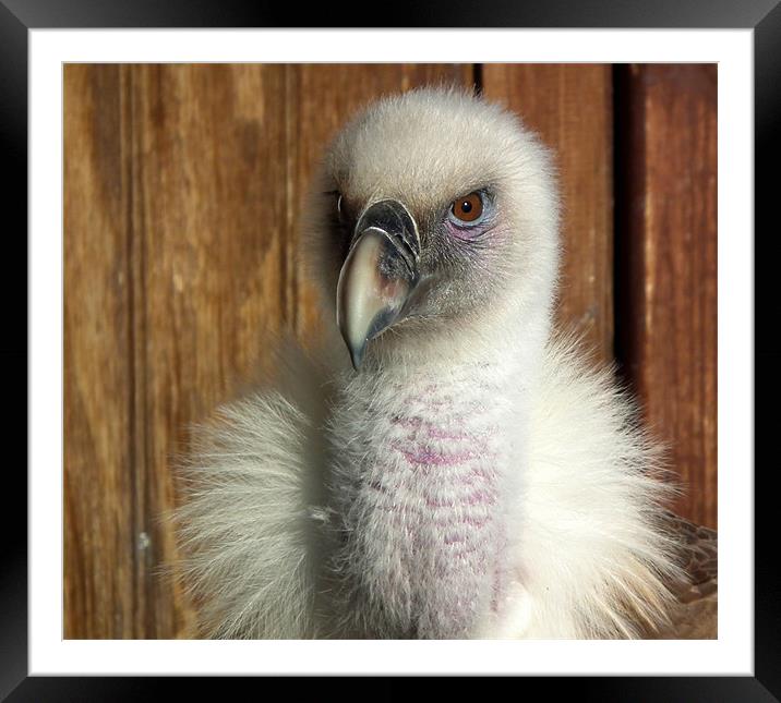 Fluffy Little Bird Framed Mounted Print by Ed Tarwinski