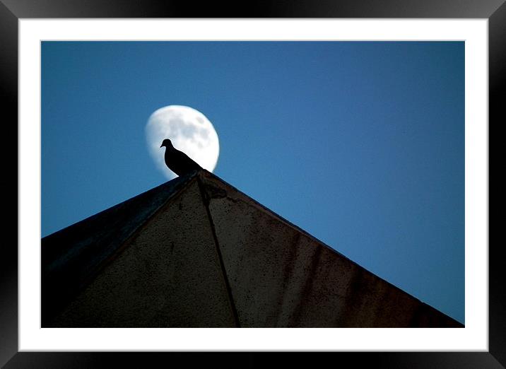 Moon Bird Framed Mounted Print by Ed Tarwinski