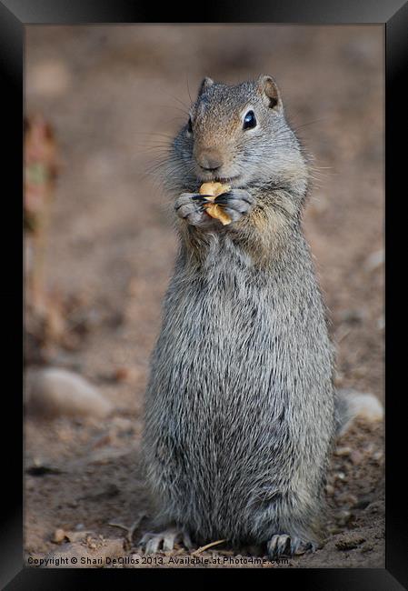 Snacking Ground Squirrel Framed Print by Shari DeOllos