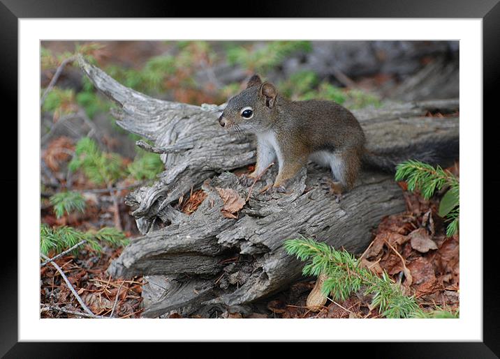 Cute Pine Squirrel Framed Mounted Print by Shari DeOllos